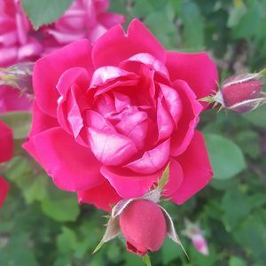 Meet your Posher, Patricia